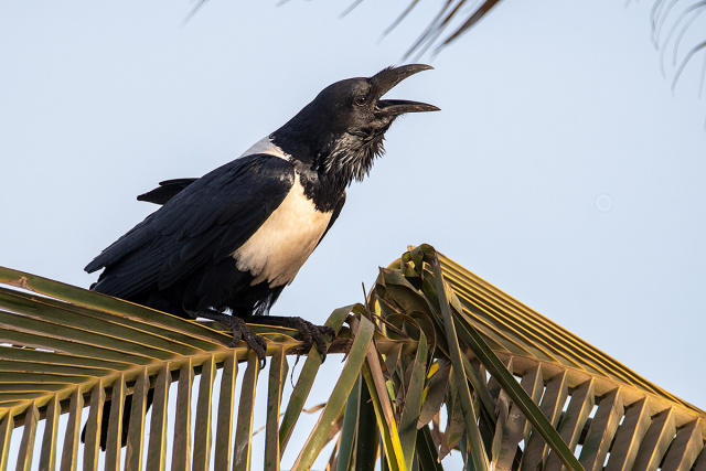 Kruk srokaty (Corvus albus) - Gambia