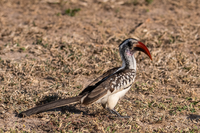 Toko białogrzbiety (Tockus erythrorhynchus) - Gambia