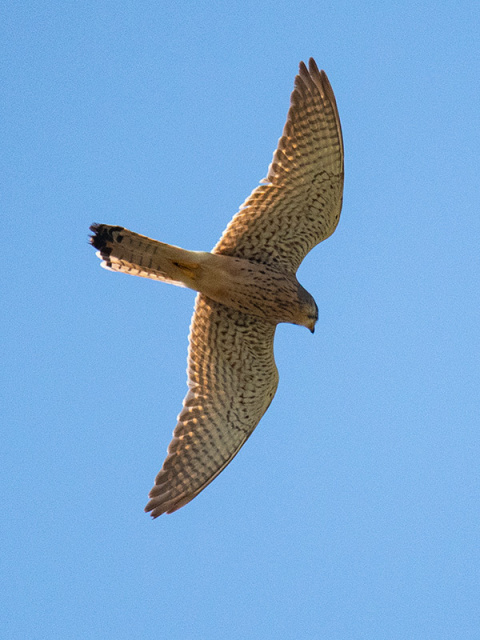 Pustułka  (Falco tinnunculus) - Gruzja