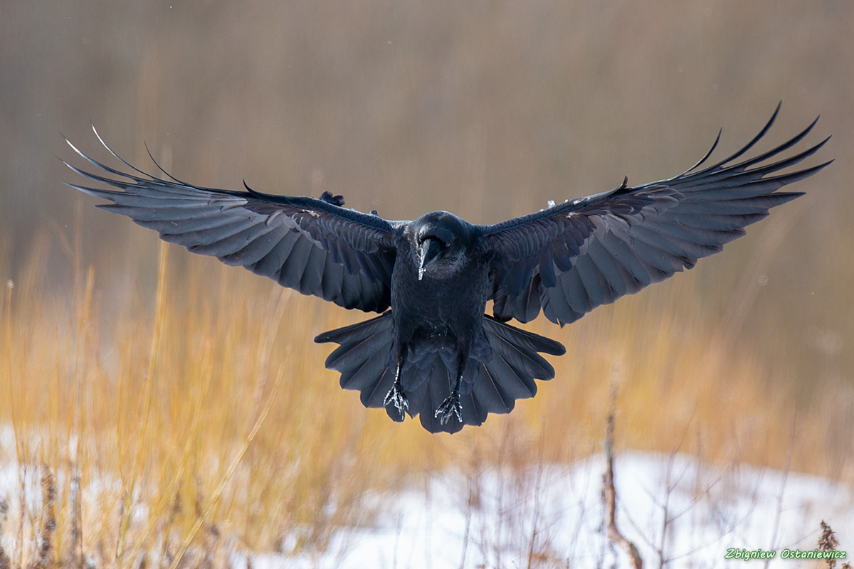 Kruk  (Corvus corax)