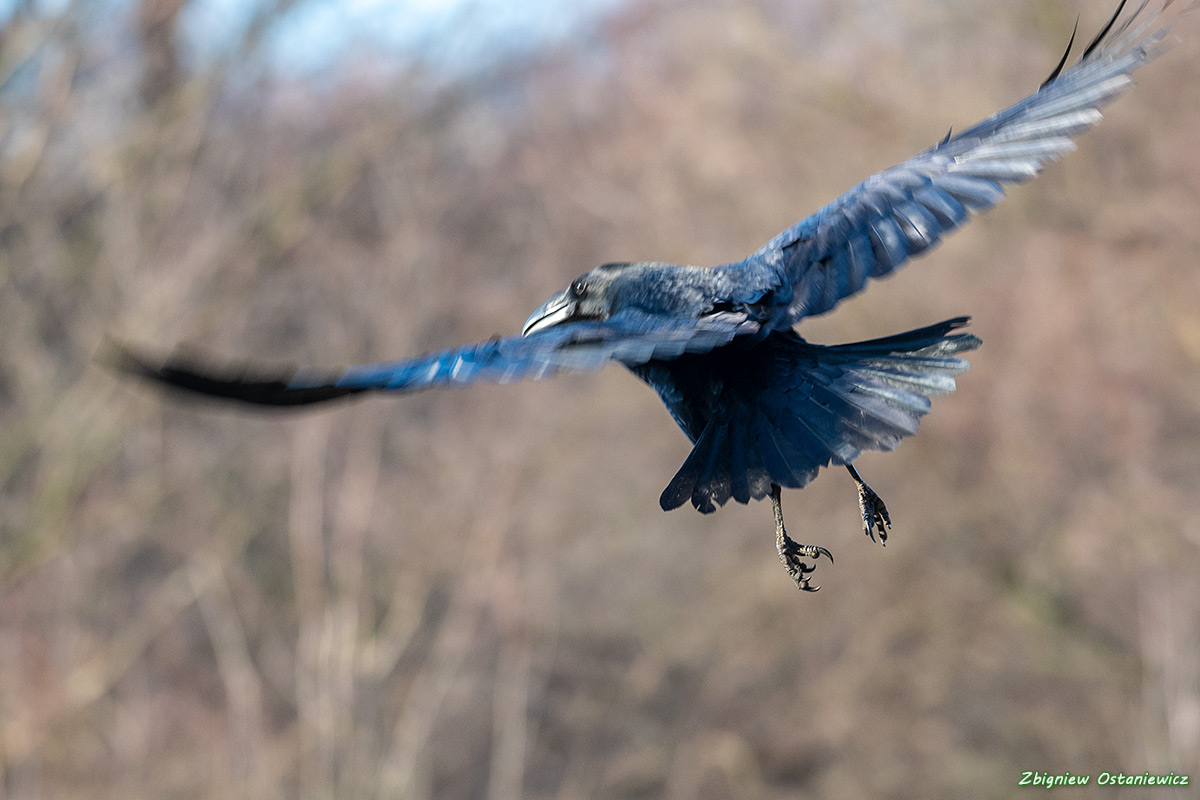 Kruk (Corvus corax)