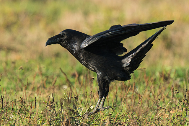 Kruk (Corvus corax) 