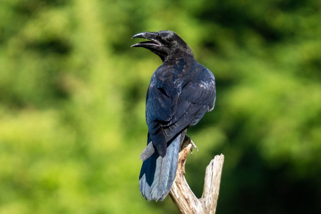 Kruk (Corvus corax)