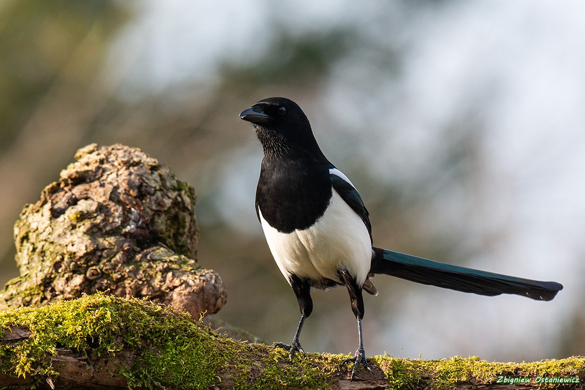 Sroka (Pica pica)