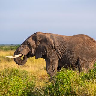 Słoń afrykański (Loxodonta africana) - Kenia