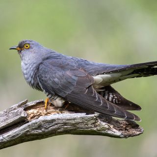 Kukułka (Cuculus canorus)