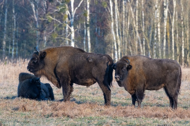 Żubry europejskie (Bison bonasus)