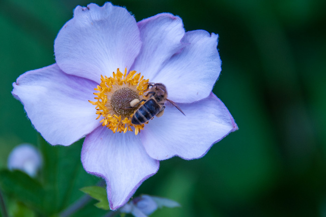 Pszczoła miodna (Apis mellifera) 