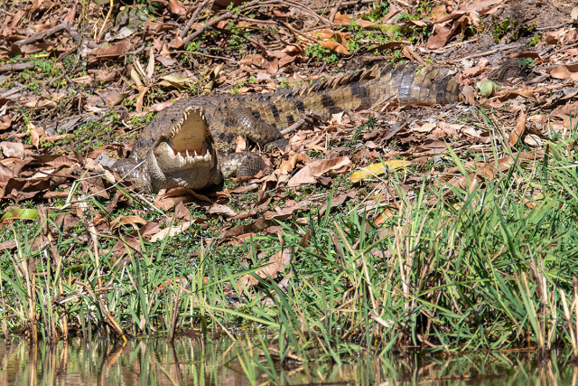 Krokodyl nilowy (Crocodylus niloticus) - Senegal