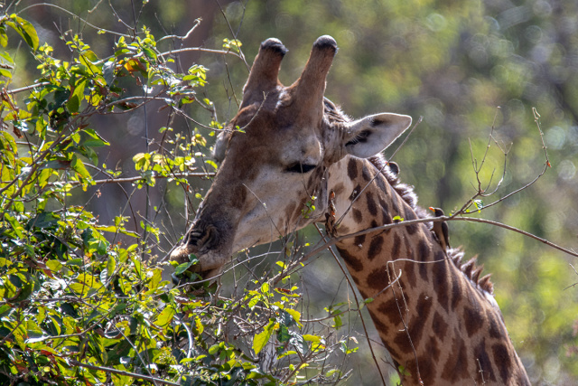 Żyrafa (Giraffa camelopardalis) - Senegal