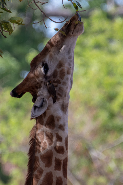 Żyrafa (Giraffa camelopardalis) - Senegal