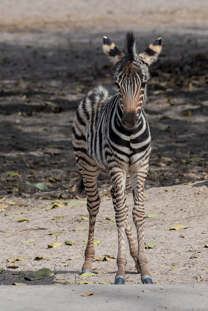 Zebra stepowa (Equus quagga) - Senegal
