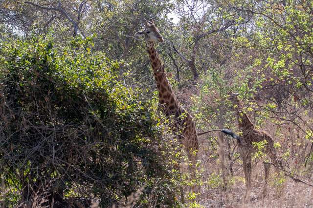 Żyrafy (Giraffa camelopardalis) - Senegal
