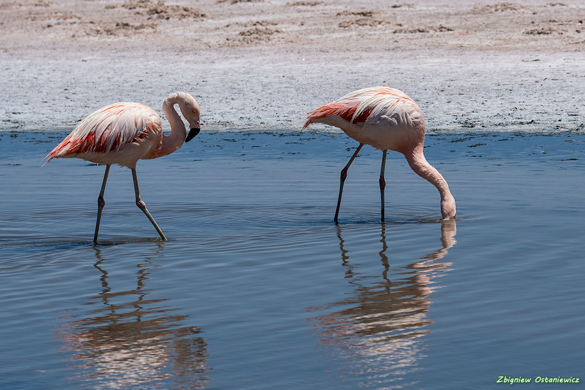 Flamingi chilijskie (Phoenicopterus chilensis) - Chile