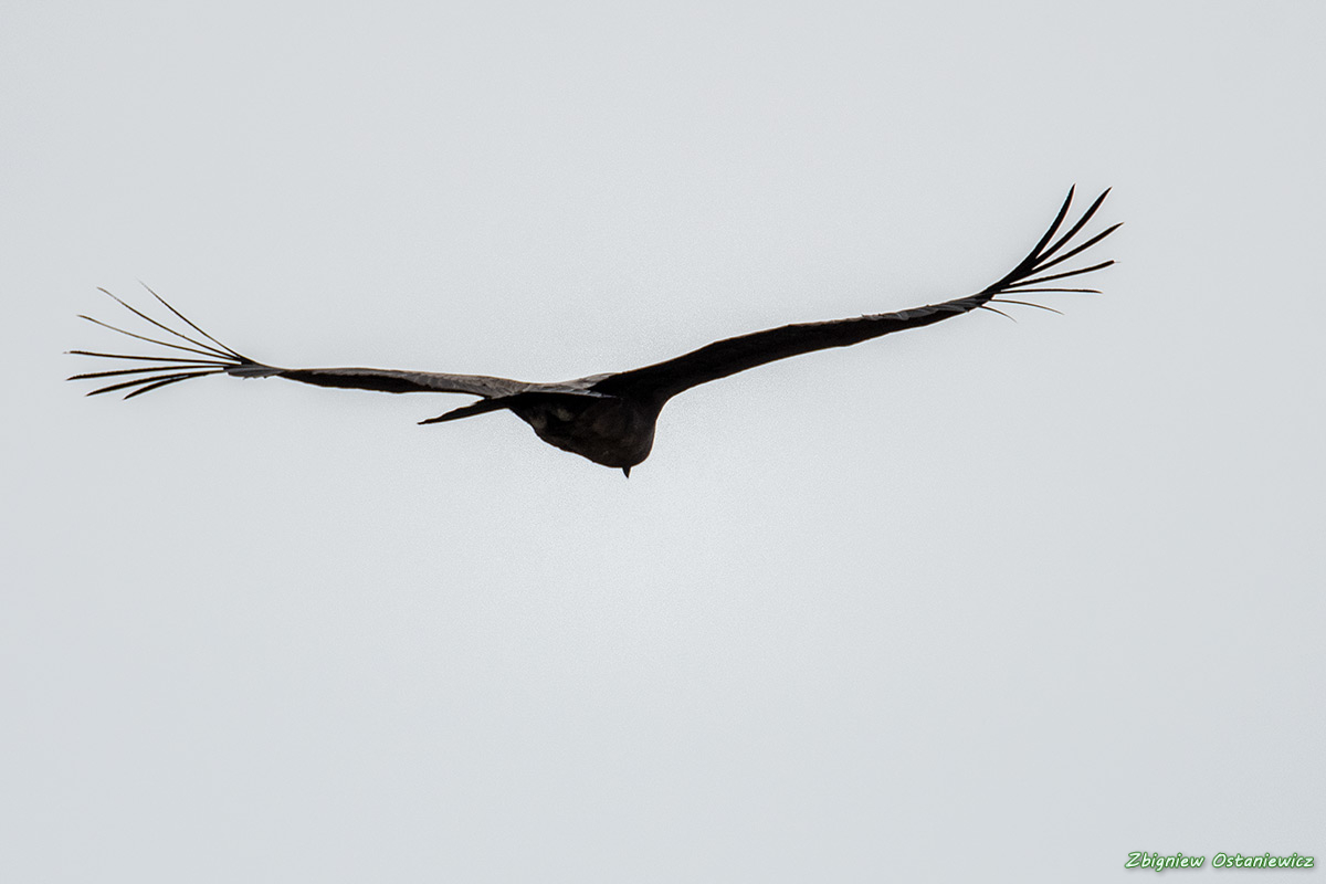 Kondor wielki (Vultur gryphus) - Argentyna