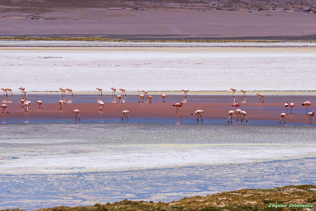 Flamingi krótkodziobe (Phoenicoparrus jamesi) - Boliwia