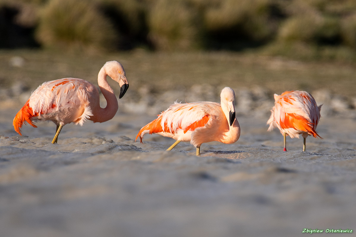 Flamingi chilijskie (Phoenicopterus chilensis) - Argentyna
