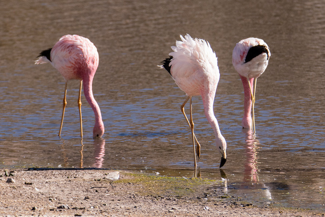 Flamingi andyjskie (Phoenicoparrus andinus) - Chile