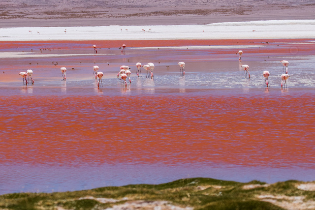 Flamingi krótkodziobe (Phoenicoparrus jamesi) - Boliwia