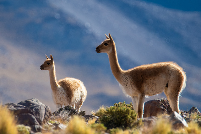 Lama andyjska (Lama glama, Lama guanicoe) - Chile