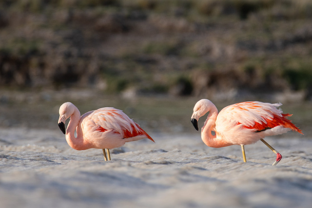 Flamingi chilijskie (Phoenicopterus chilensis) - Argentyna