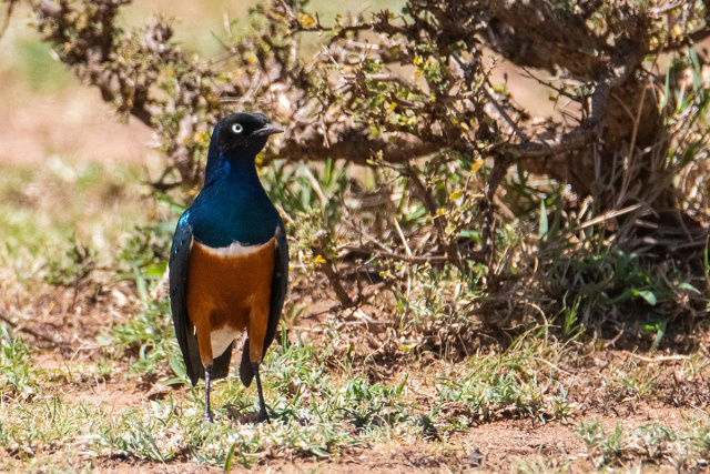 Błyszczak rudobrzuchy (Lamprotornis superbus) - Etiopia